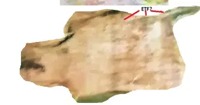 etf.webp