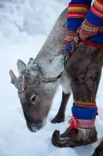 raindeer shoes.webp