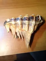 ImageUploadedByTreasureNet.com1460856013.485385.webp