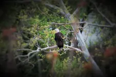 Eagle2 (2).webp