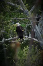 Eagle 1.webp