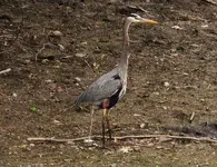 DSCN0997.webp