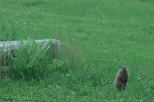 YoungWoodchuck-2016-06-03-Img_1522SSSS.webp