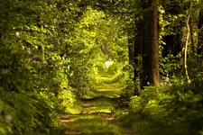 K1600_The Path.webp