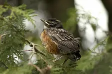 K1600_Fledgling.webp