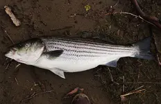 DSCN1259.webp