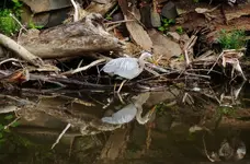 DSCN1211.webp