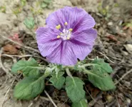 little flower.webp