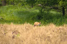 K1600_Fox 2.webp