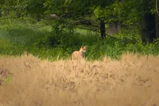 K1600_Fox.webp