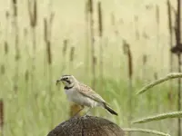 horned lark with bug.webp