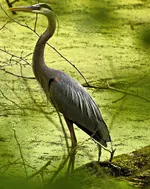 Great Blue Heron.webp