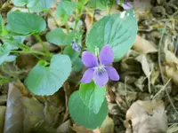 DSCN0068.webp