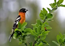 nester1.webp
