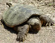 snapper 2.webp