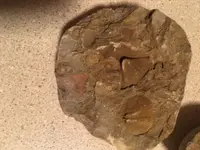 ImageUploadedByTreasureNet.com1465836400.947911.webp