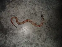 Copperhead 007.webp