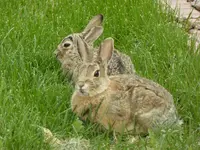 two rabbits 1.webp