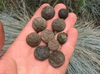 Eagle buttons close up 2016.webp