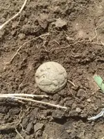 Eagle in dirt 2016 - Copy.webp