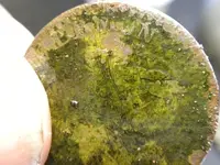 DSCN1091.webp