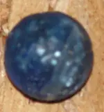 blue marble.webp