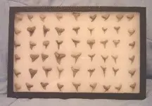 Web Arrow heads and sharks teeth 008.webp