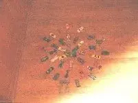 IMG_2580a.webp
