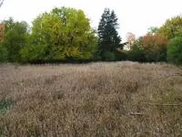 field (Small).webp