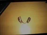 Picture or Video 167.webp