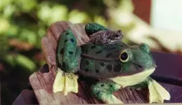 frogonfrog (2).webp