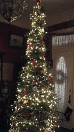 10 Foot Poinsetta Tree.webp 10 Foot Poinsetta Tree.webp