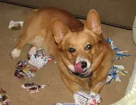 newspaper yummy.webp
