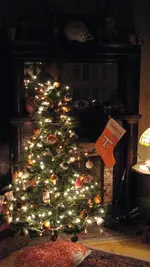 Volunteer Tree.webp Volunteer Tree.webp