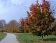 Greenway.webp