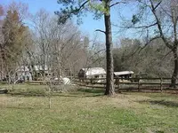 Horse area.webp