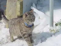 snow 012.webp