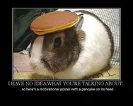 bunny.webp