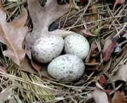 NAMETHOSEEGGS17MAR1.webp
