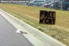 freecat[1].webp