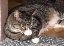 kitty.webp