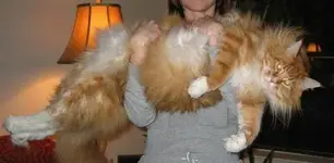 big kitty.webp