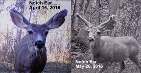Notch Ear Apr May.jpg