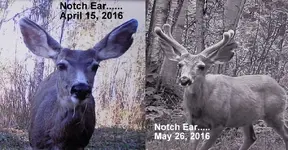 Notch Ear Apr May.webp