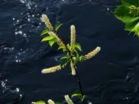 DSCN1679.webp