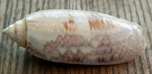 DSCN3568.webp