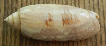 DSCN3570.webp