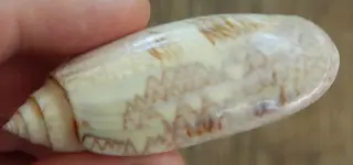 DSCN3571.webp
