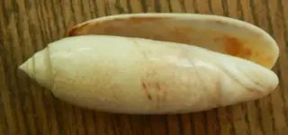 DSCN3572.webp