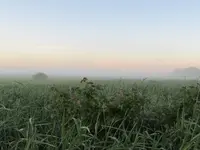 03.Raspberry Vines in Fog - 05.37am.webp